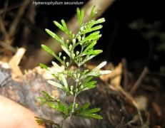 Plantas trepadoras y epifitas vasculares en bosques pantanosos del borde costero de La Araucanía: determinación de especies y áreas de conservación.