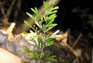 Plantas trepadoras y epifitas vasculares en bosques pantanosos del borde costero de La Araucanía: determinación de especies y áreas de conservación.